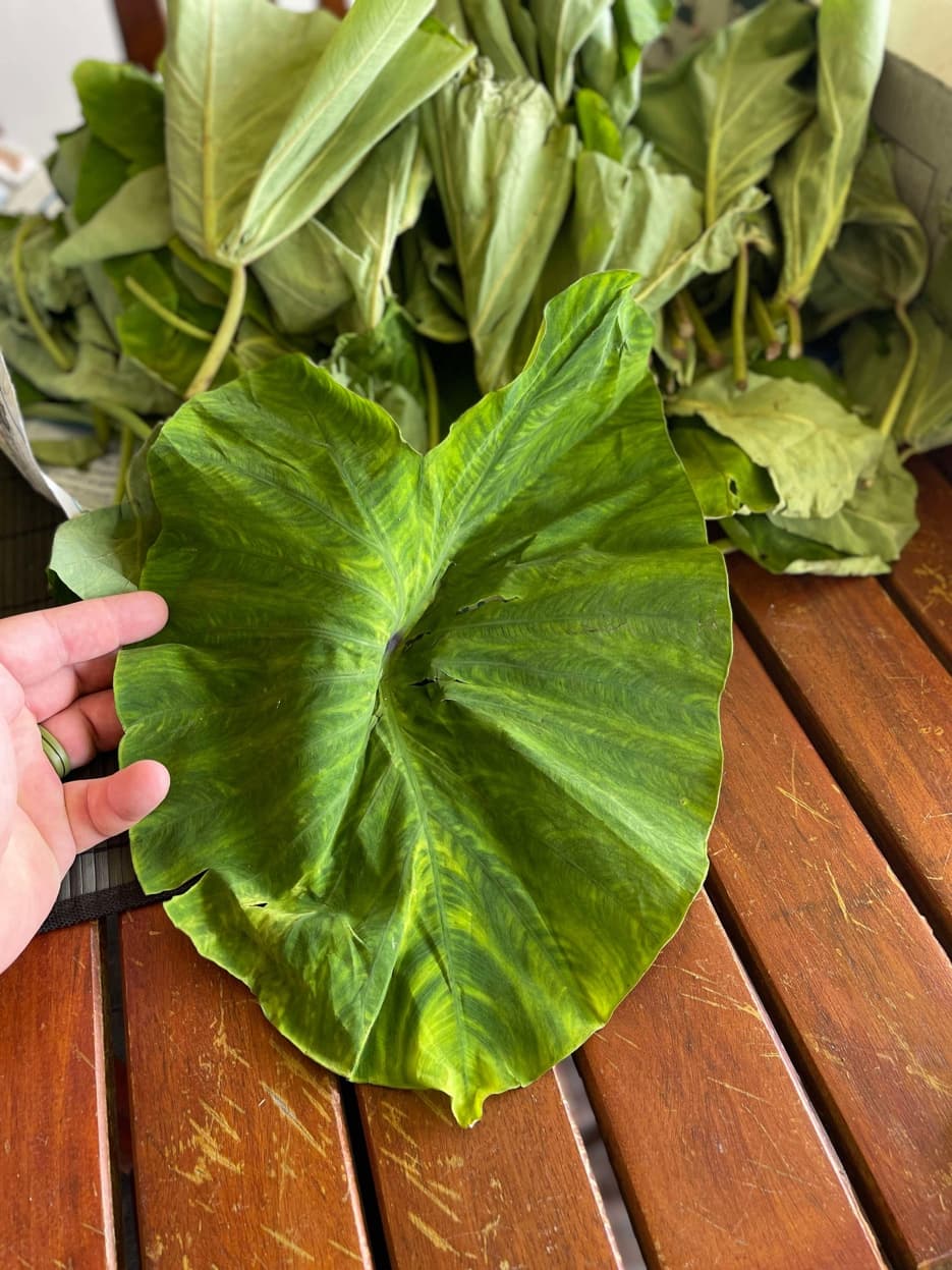 Fresh rourou